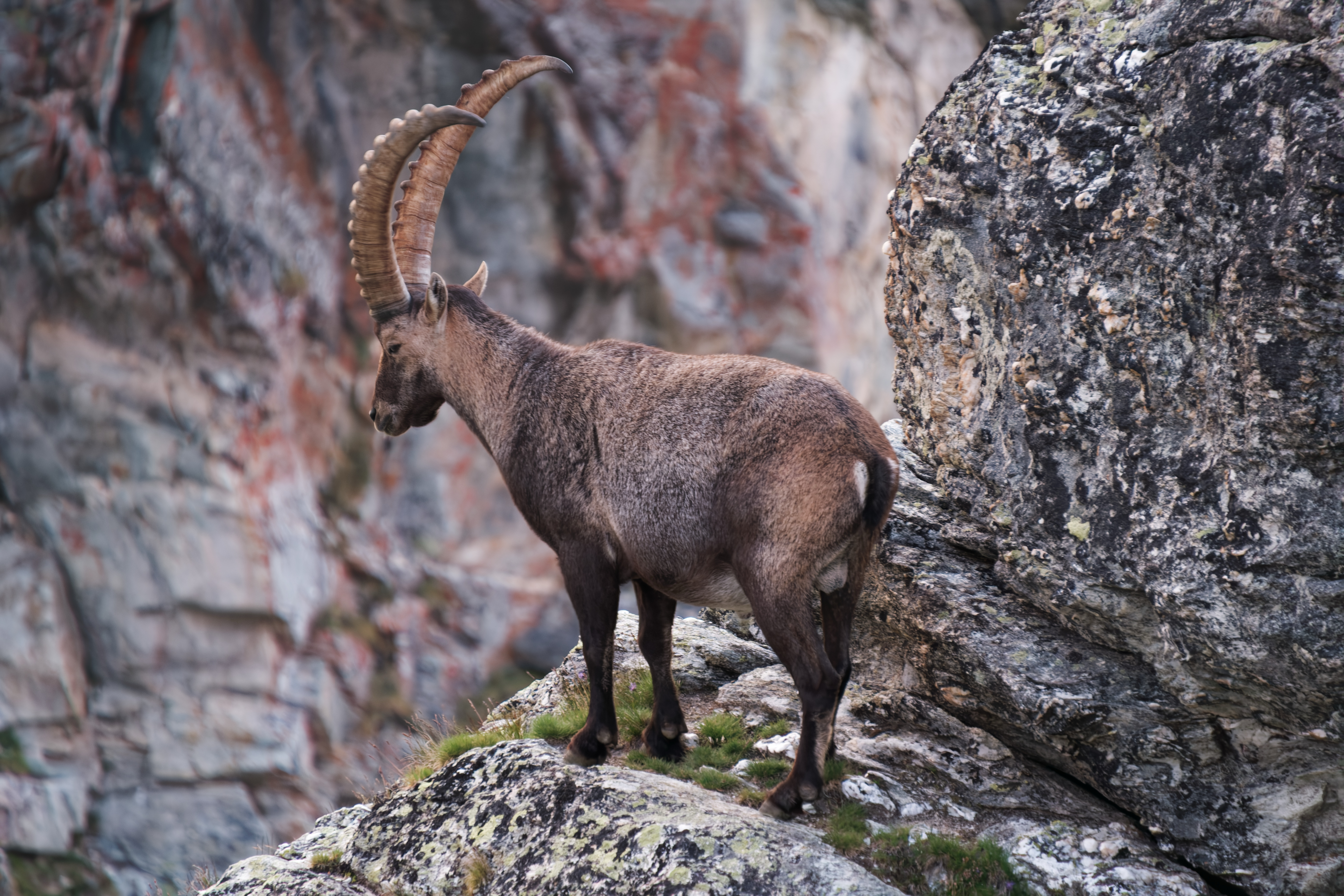 Ibex at Cabane de Prafleuri