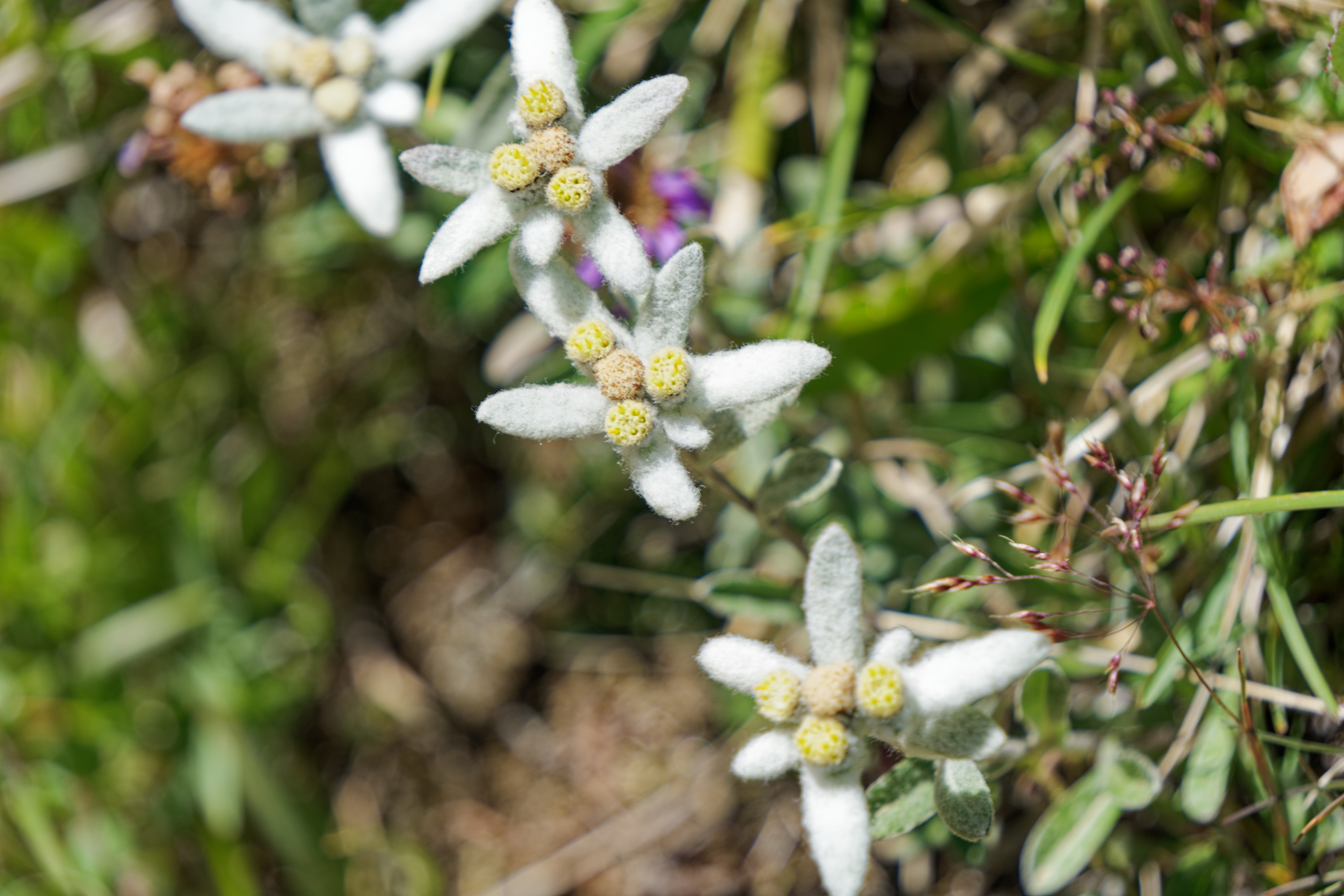 Watch out for Edelweiss