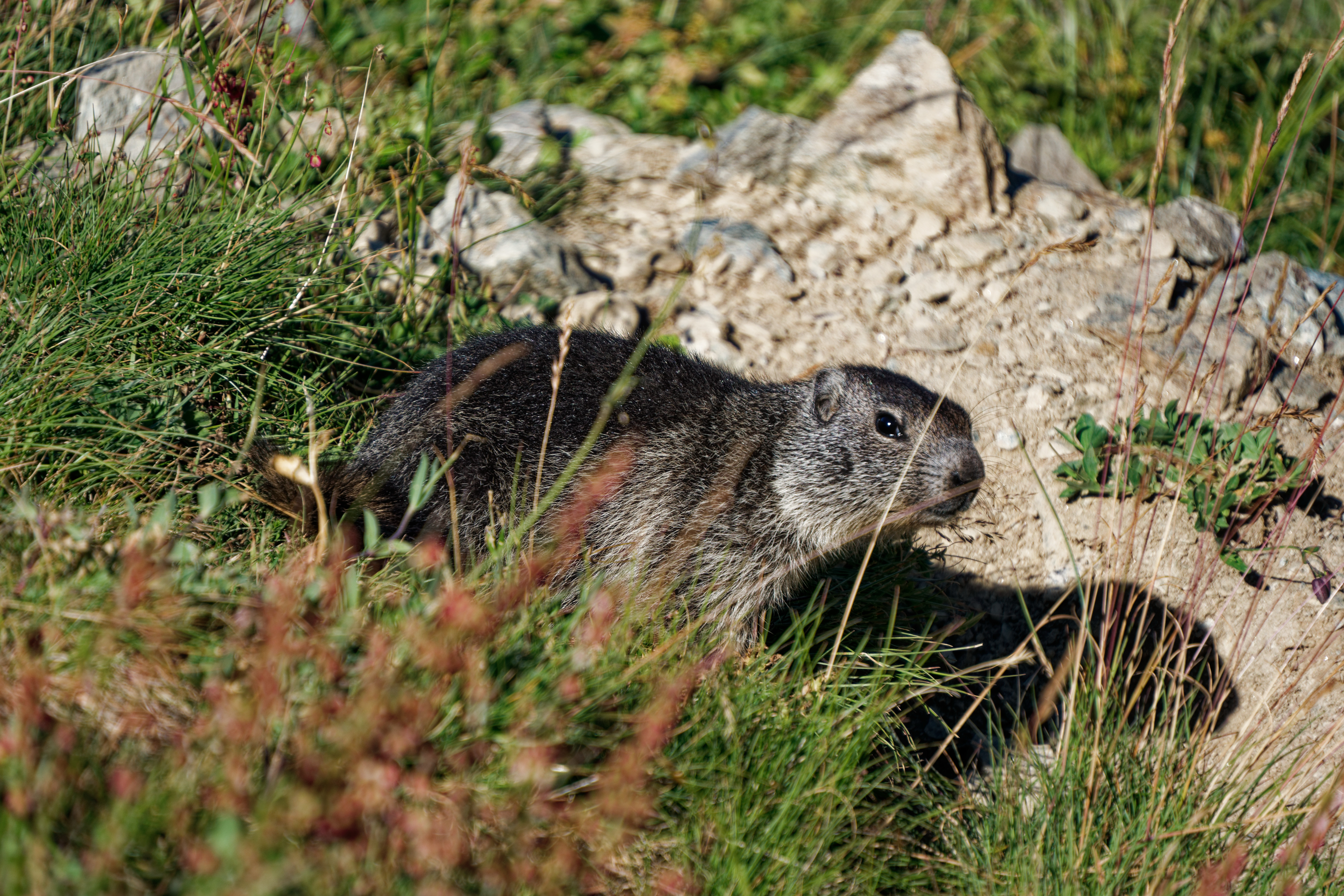 Watch out for marmots